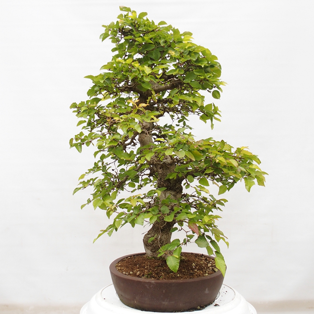 Bonsai im Freien -Carpinus CARPINOIDES - Koreanische Hainbuche