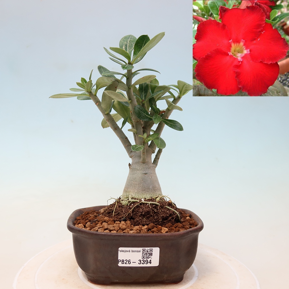 Zimmerbonsai – Adenium obesum „Red Star“ – Wüstenrose
