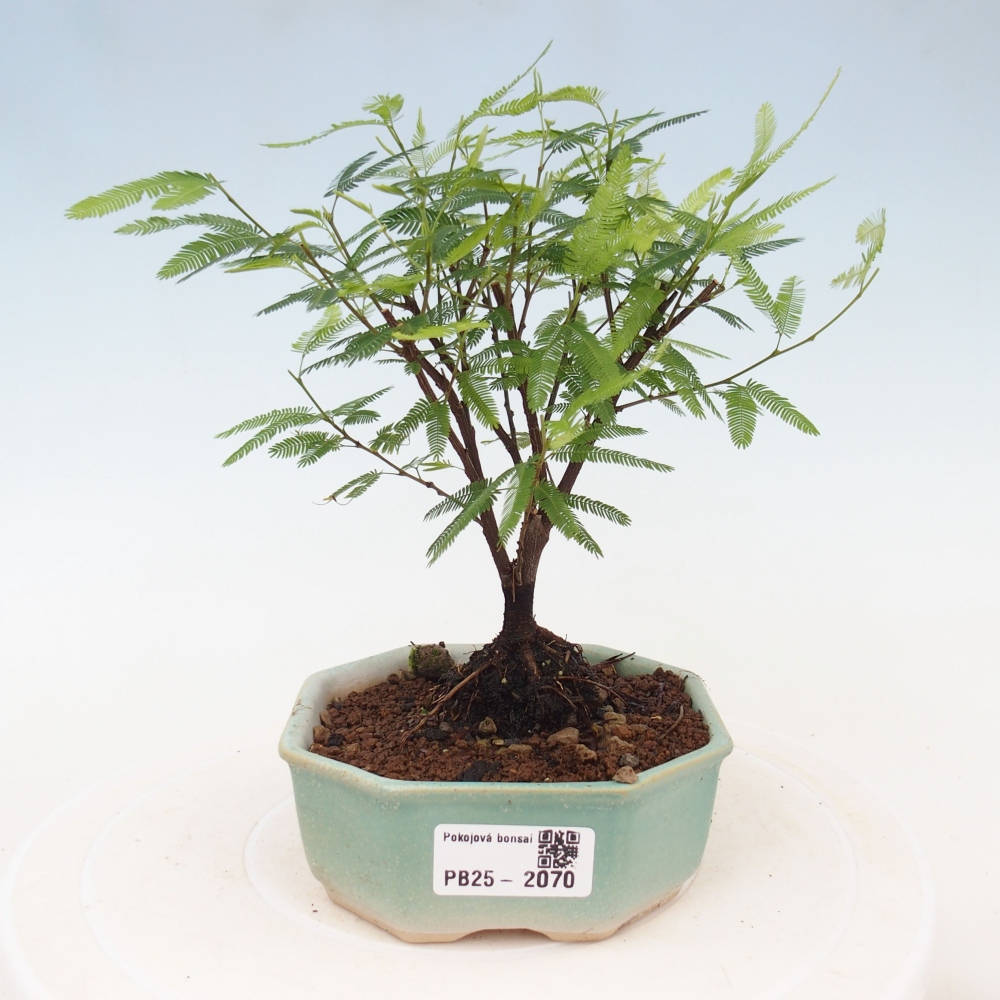 Zimmer Bonsai-Calliandra surinamensis Dixie Pink -Kaliandra von Suria