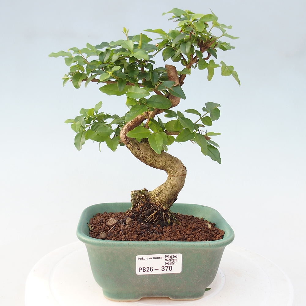 Zimmer Bonsai -Ligustrum chinensis - Vogelschnabel