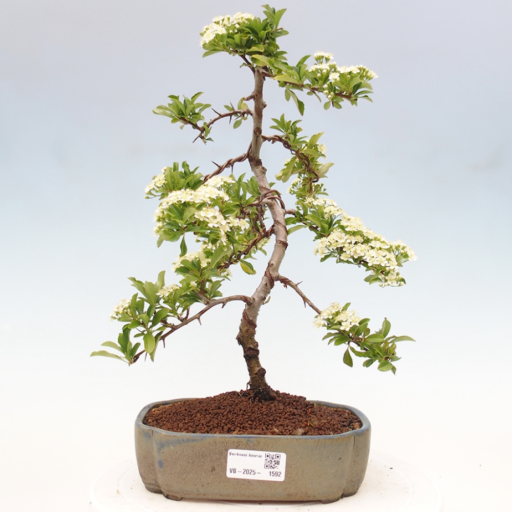 Outdoor Bonsai-Pyracanta Teton -Bäckerei