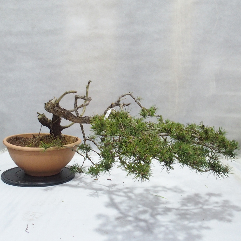 Yamadori - Pinus sylvestris 