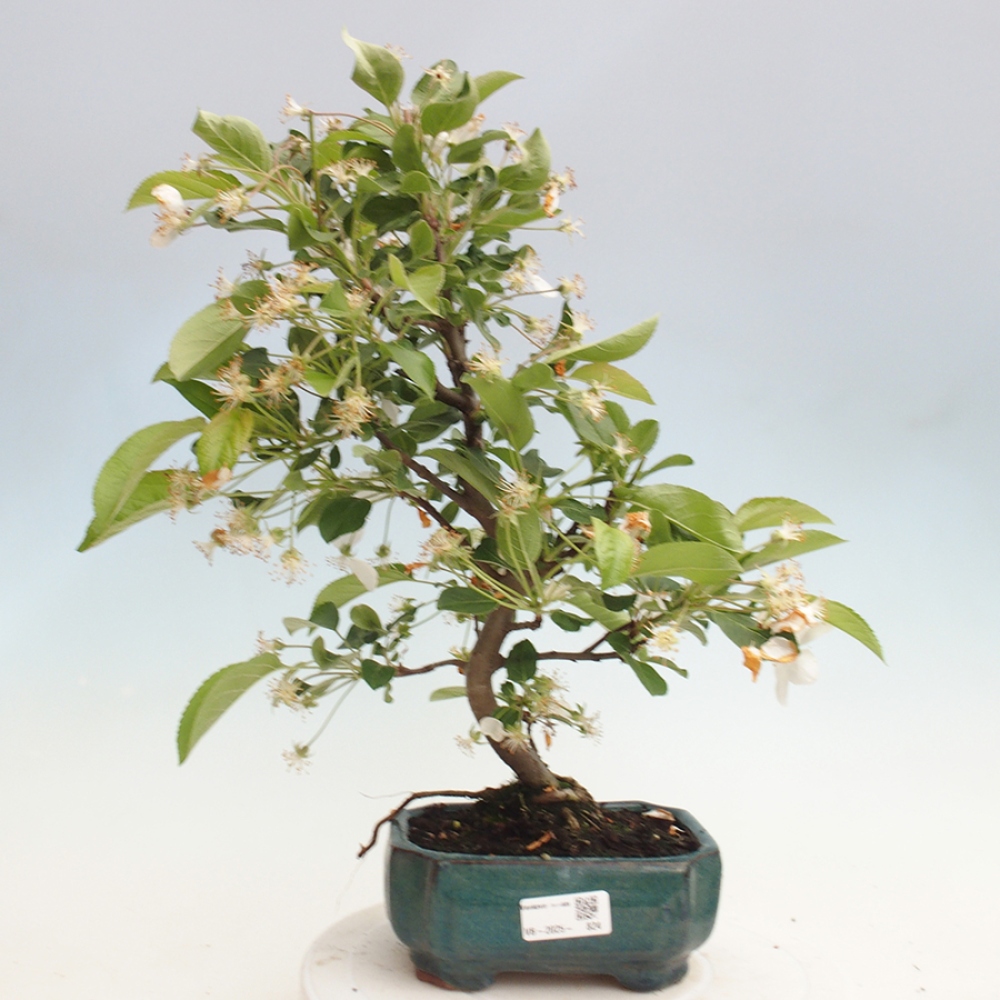 Bonsai im Freien - Malus halliana - Kleinfruchtiger Apfelbaum