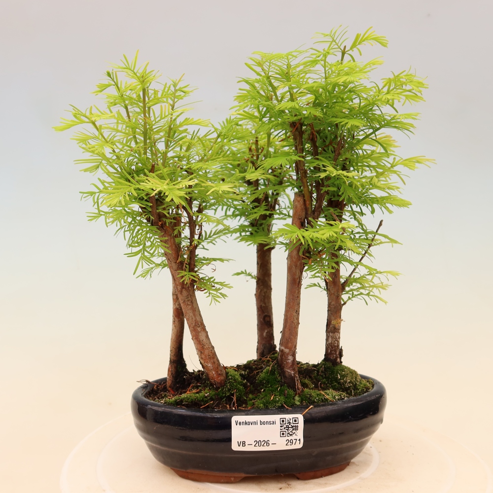 Bonsai für den Außenbereich – Metasequoia glyptostroboides – Chinesische Metasequoia – Wäldchen