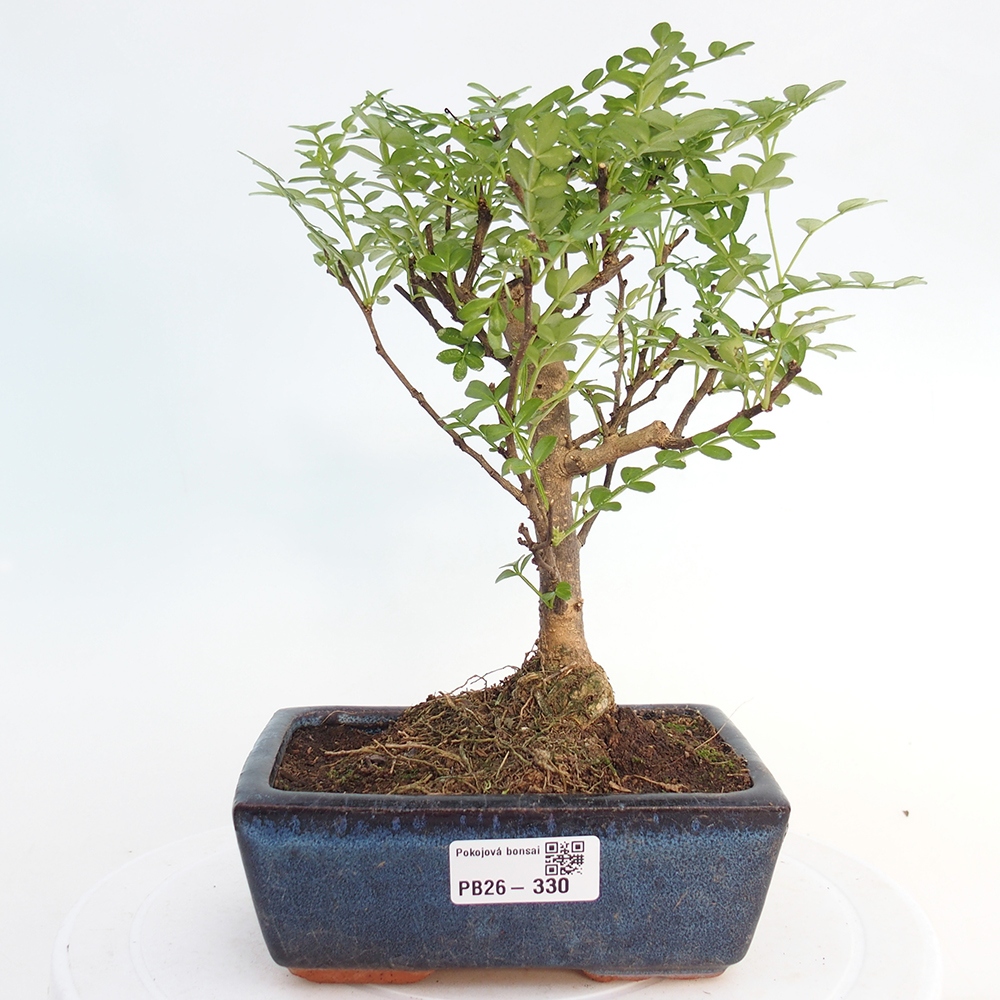 Zimmer Bonsai - Zantoxylum piperitum - Pfefferbaum