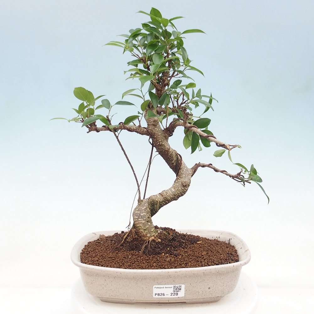 Zimmerbonsai - Ficus retusa - Kleinblättriger Ficus