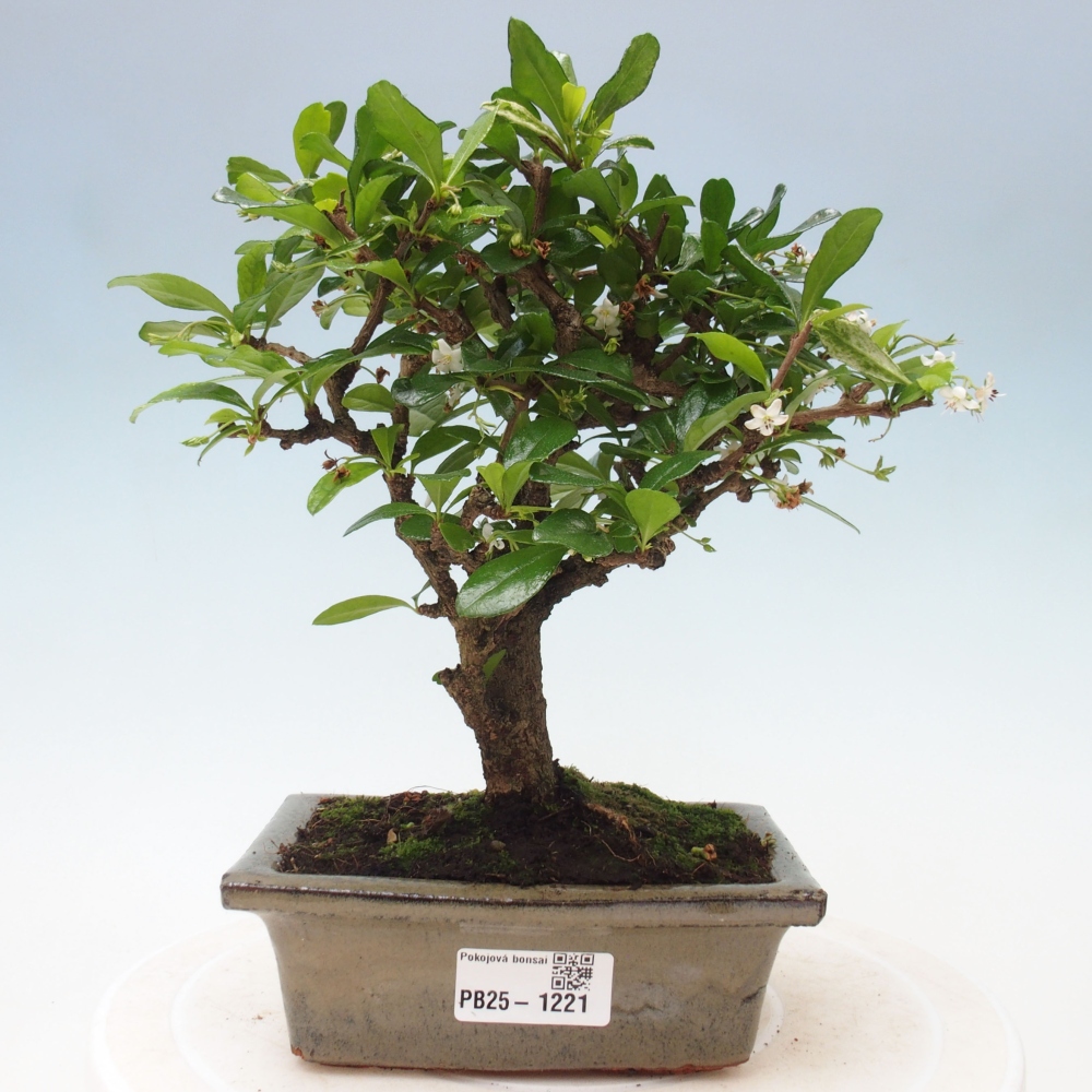 Zimmerbonsai - Carmona Macrophylla - Fuki-Tee