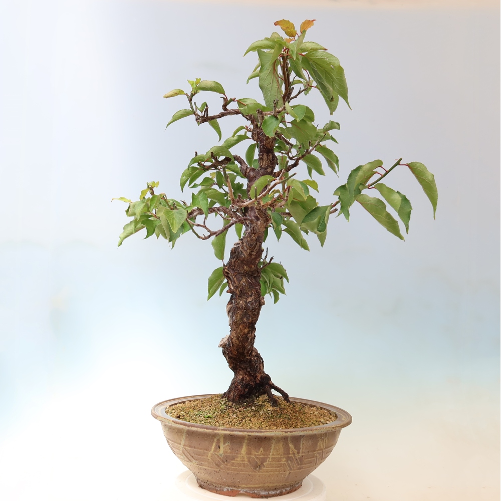 Bonsai für den Außenbereich – Japanischer Aprikosenbaum – Prunus Mume