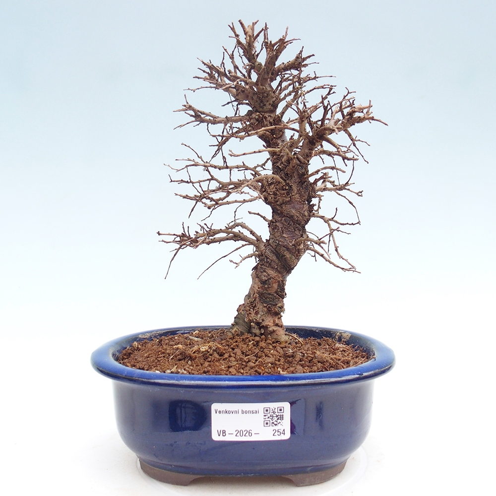 Bonsai für draußen - Zelkova - Zelkova NIRE