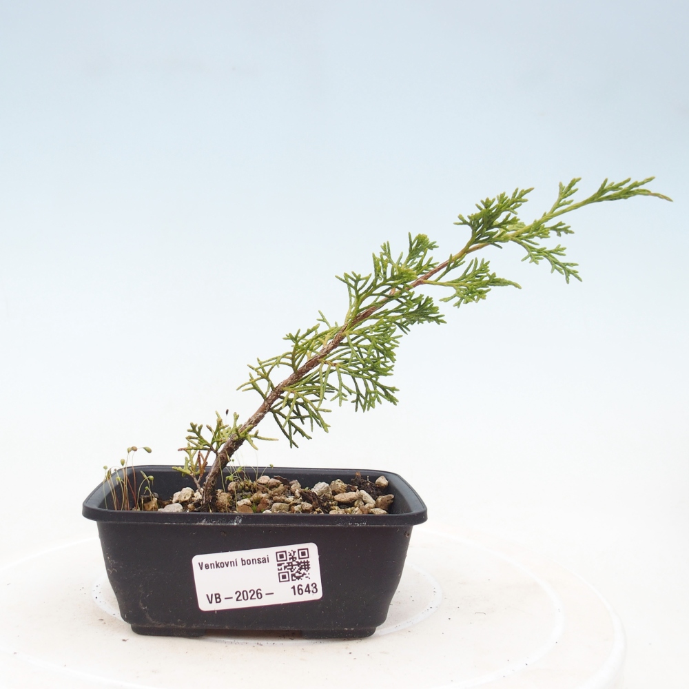 Bonsai für draußen - Juniperus chinensis Itoigawa