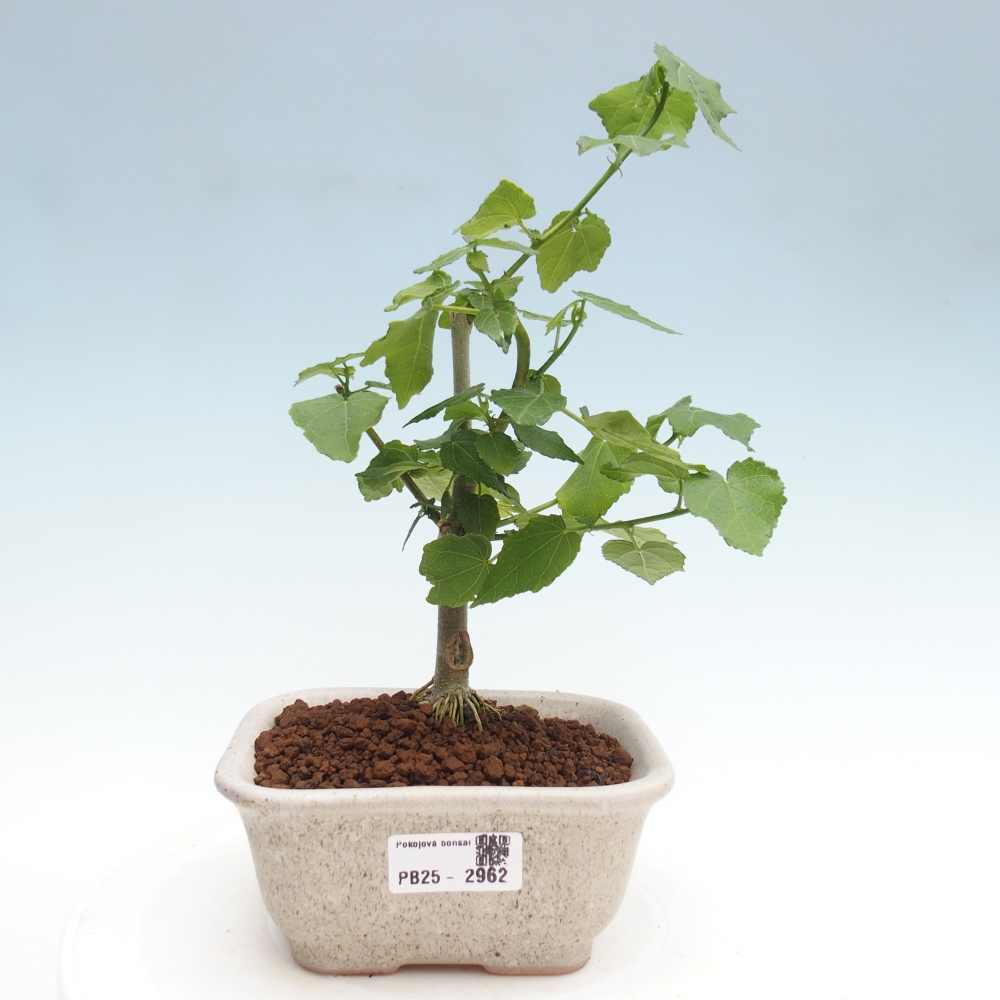 Zimmerbonsai - Malvaviscus arboreus - holziger Hibiskus