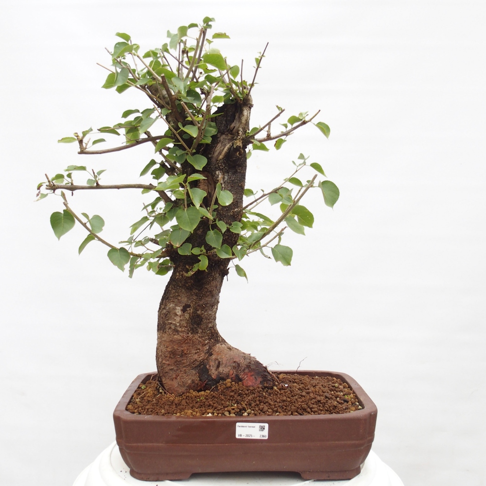 Bonsai im Freien - Mahalebka - Prunus mahaleb