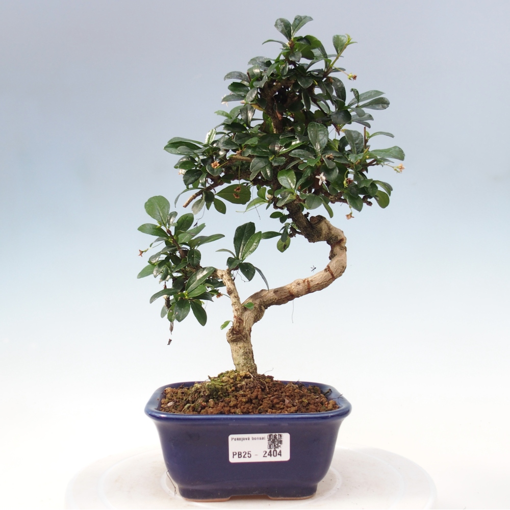 Zimmerbonsai - Carmona Macrophylla - Fuki-Tee