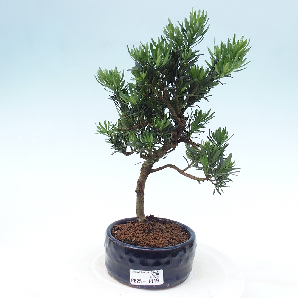Indoor-Bonsai - Podocarpus - Stein tausend
