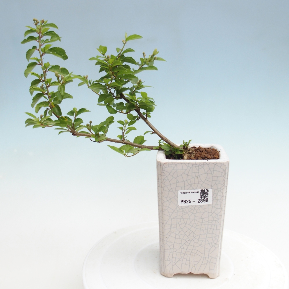 Zimmerbonsai - Grewia occidentalis - Lavendelstern