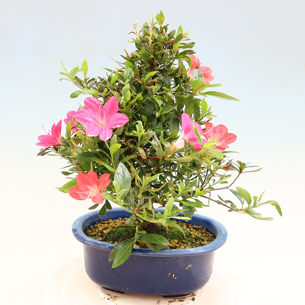 Bonsai für draußen - Japanische Azalee - Azalee Beniko