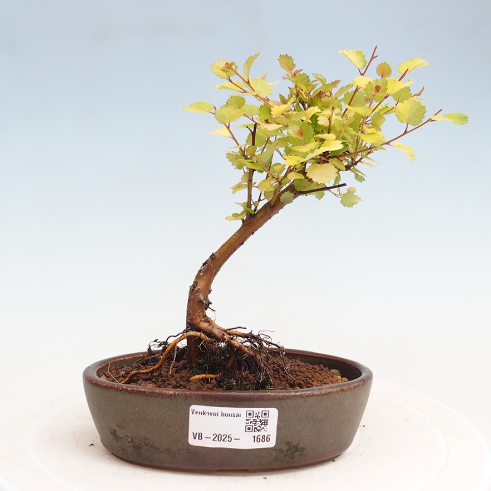 Bonsai im Freien - Zwergbirke - Betula NANA Treasure
