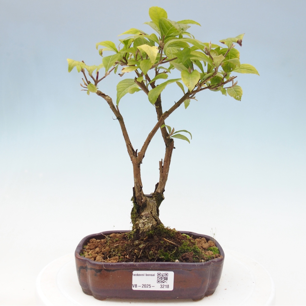 Bonsai im Freien - wunderschöne Pflanze - Callicarpa japonica