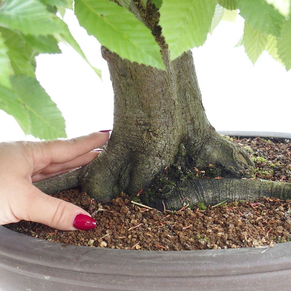 Bonsai im Freien - Hainbuche - Carpinus betulus