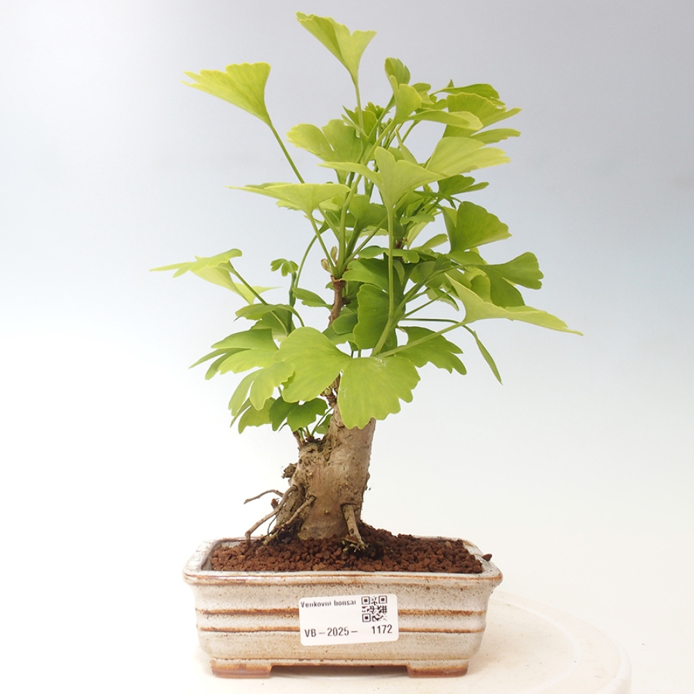 Bonsai im Freien - Ginkgo biloba - Ginkgo biloba
