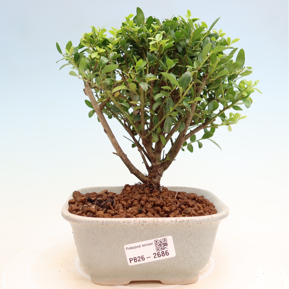 Zimmer Bonsai - Ilex crenata - Stechpalme