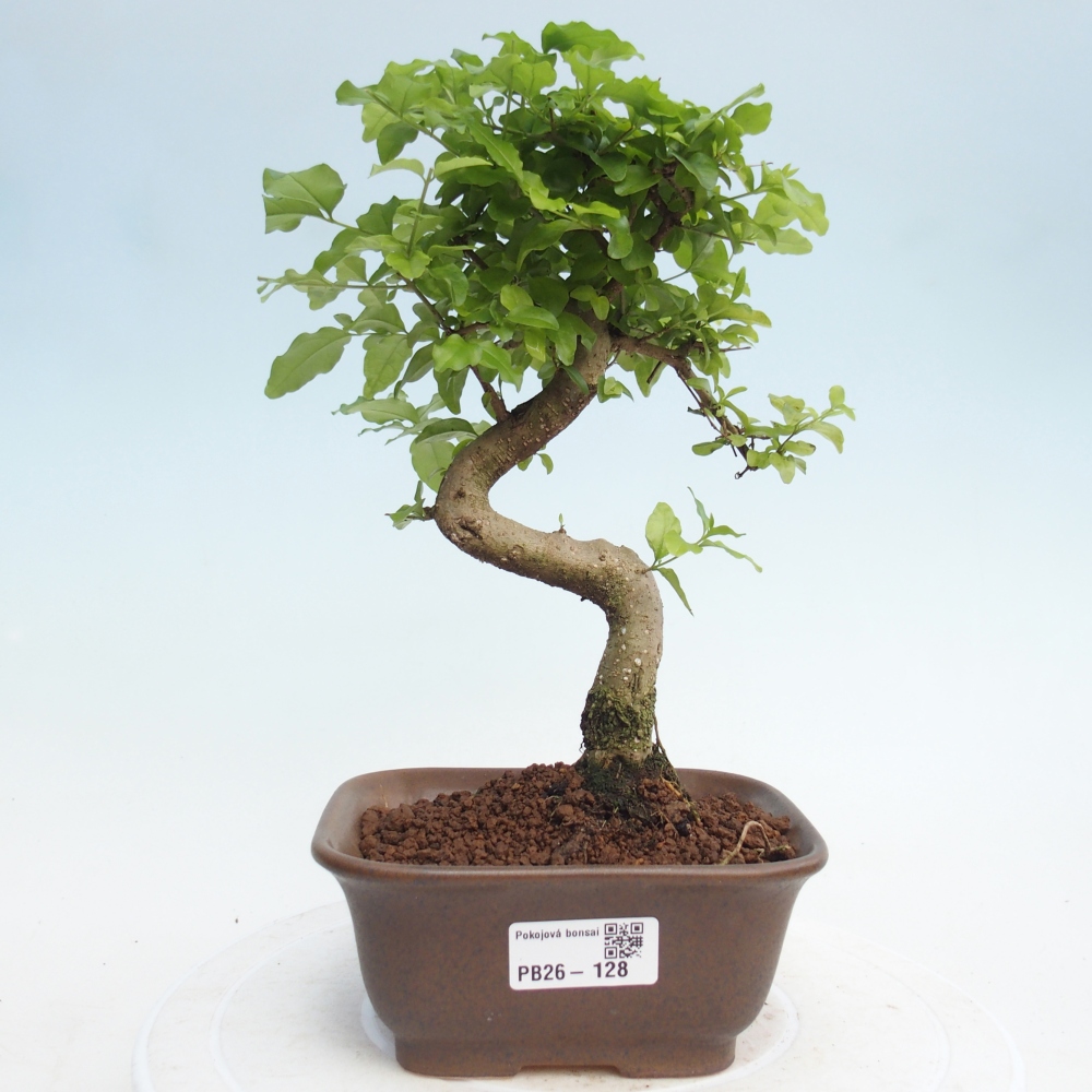 Zimmer Bonsai -Ligustrum chinensis - Vogelschnabel