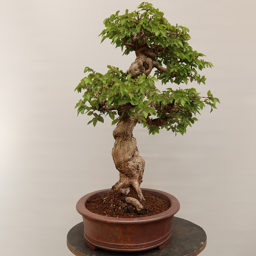 Bonsai im Freien - Carpinus Coreana - Koreanische Hainbuche