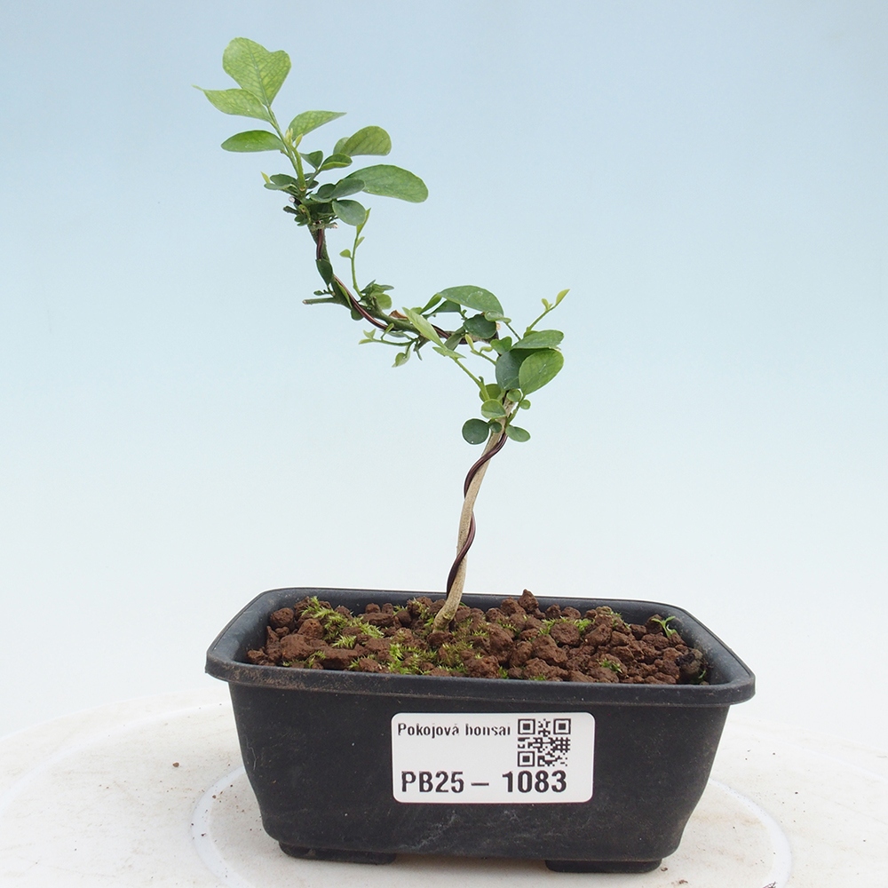 Zimmerbonsai - Muraya paniculata