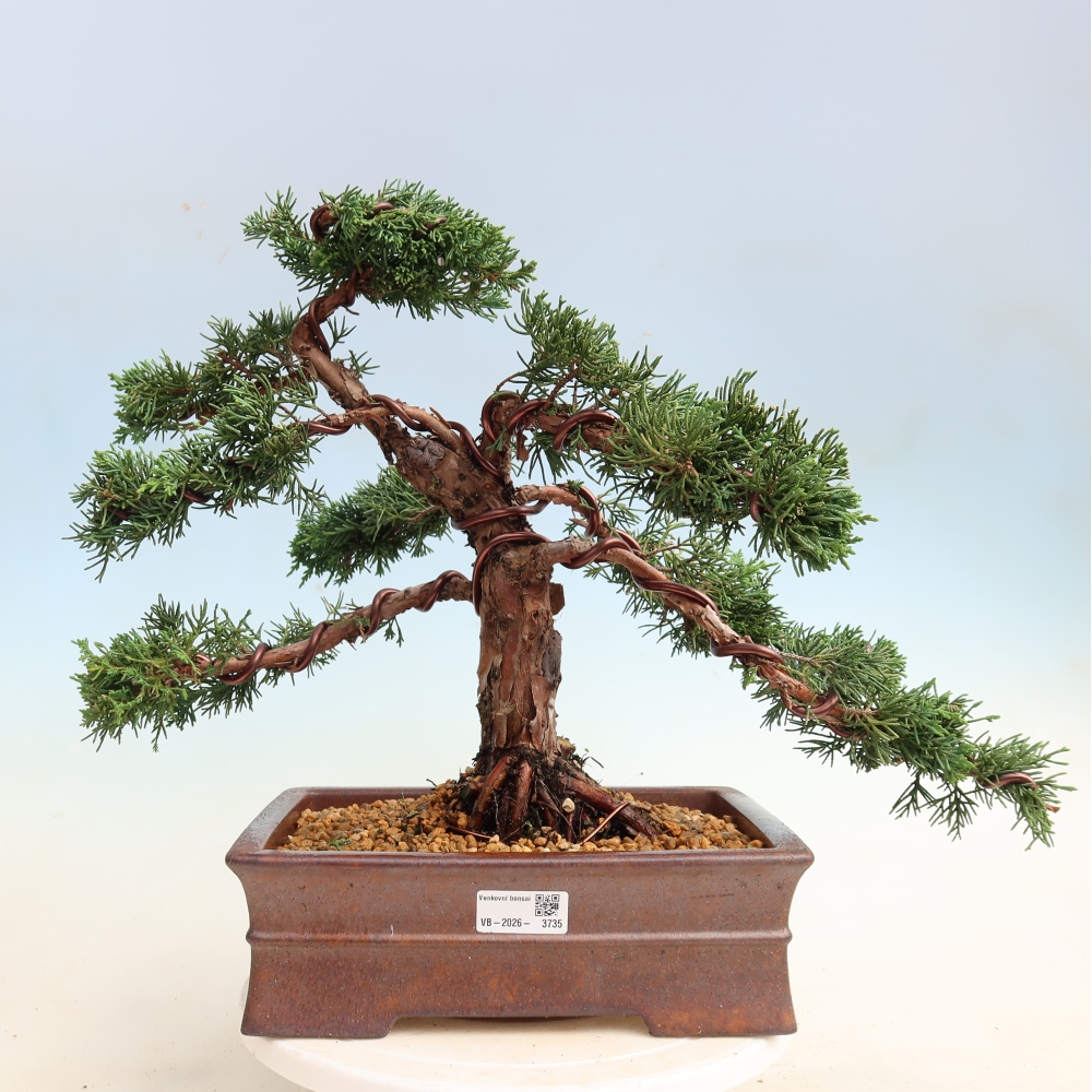 Bonsai für draußen - Juniperus chinensis Kishu