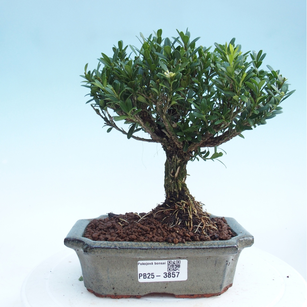 Zimmer Bonsai - Buxus harlandii - Korkbuxus