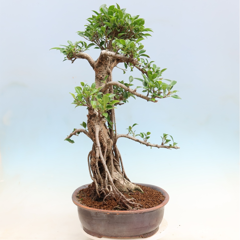 Zimmerbonsai - Ficus kimmen - Kleinblättriger Ficus