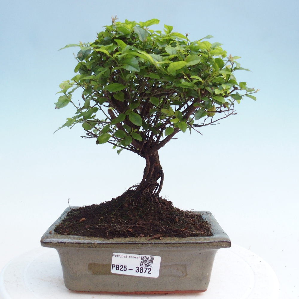 Zimmer Bonsai - Sageretia thea - Sageretia thea