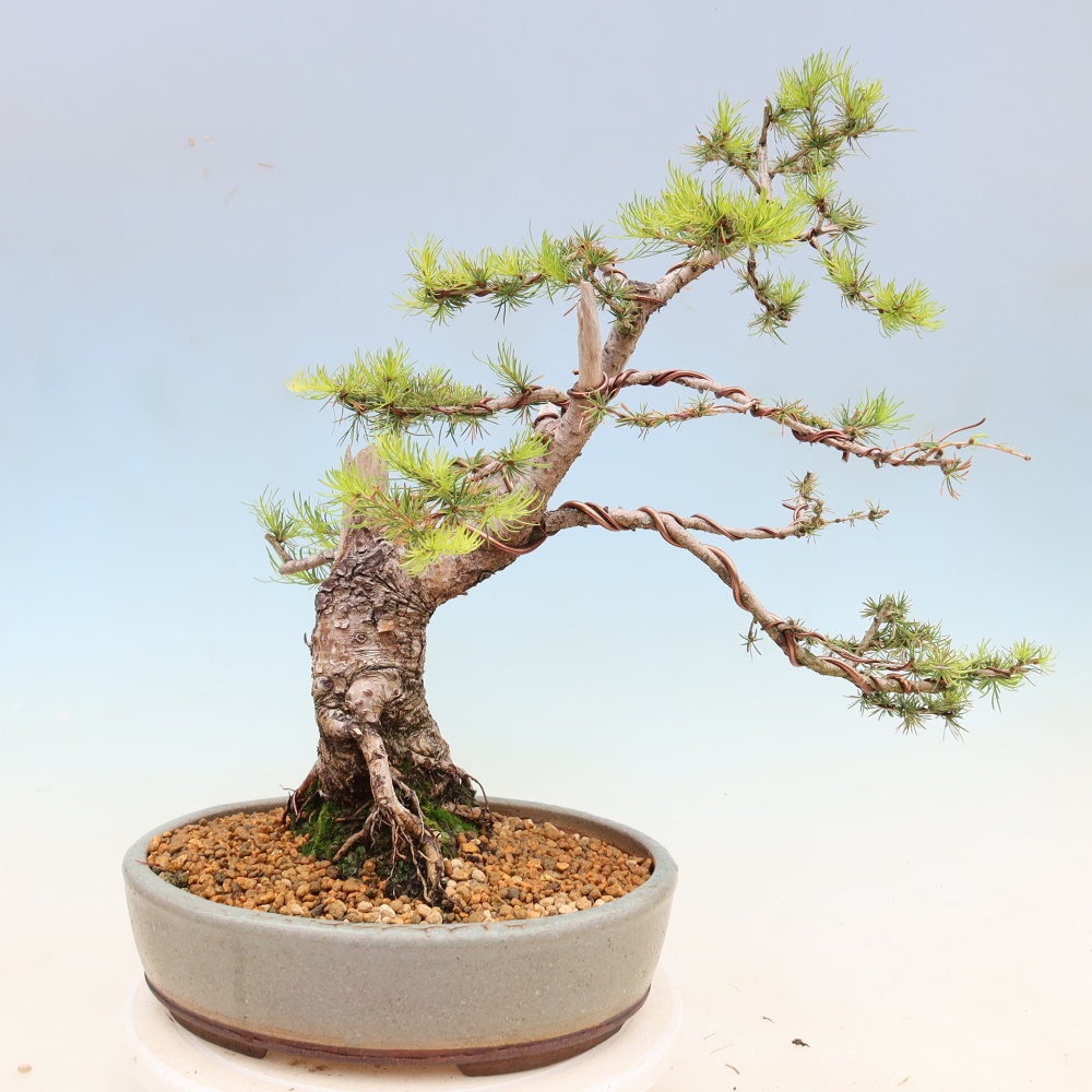 Bonsai für draußen -Larix decidua - Lärche