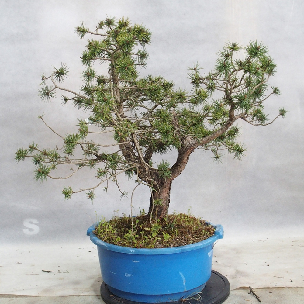 Yamadori - Pinus sylvestris 