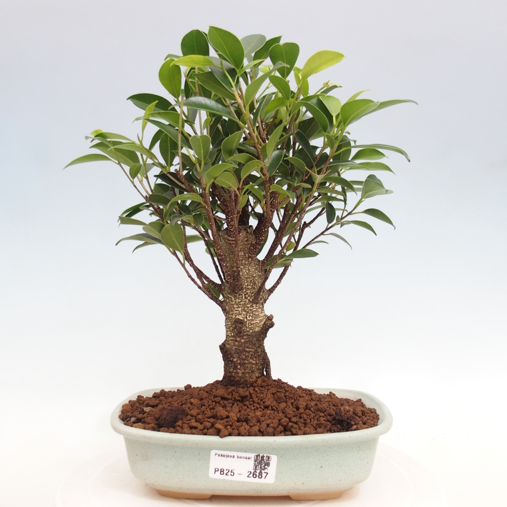 Indoor-Bonsai - Ficus retusa - kleiner Ficus