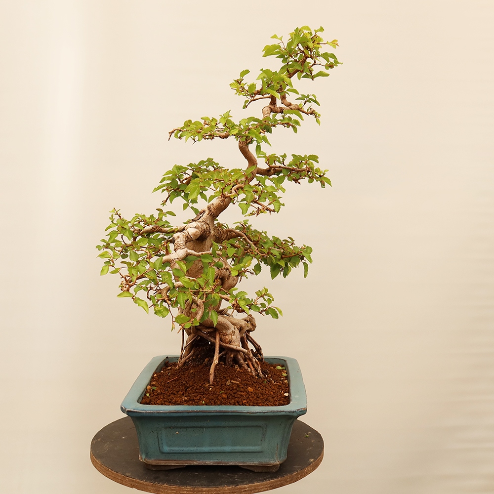 Bonsai im Freien - Carpinus Coreana - Koreanische Hainbuche
