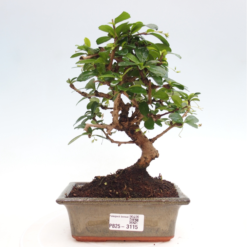 Zimmerbonsai - Carmona Macrophylla - Fuki-Tee