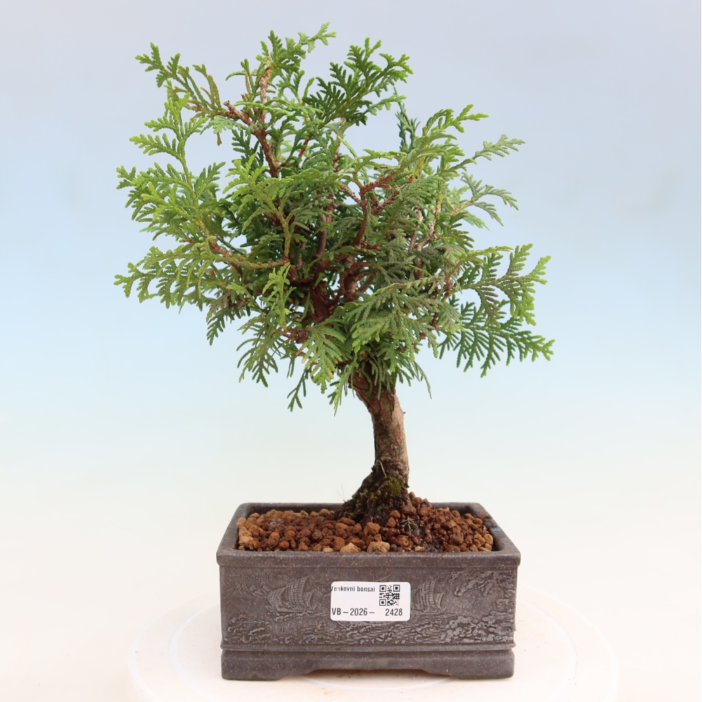 Bonsai für den Außenbereich – Thuja occidentalis – Westliche Thuja