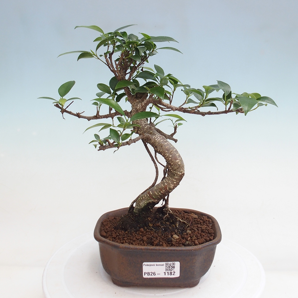 Zimmerbonsai - Ficus retusa - Kleinblättriger Ficus
