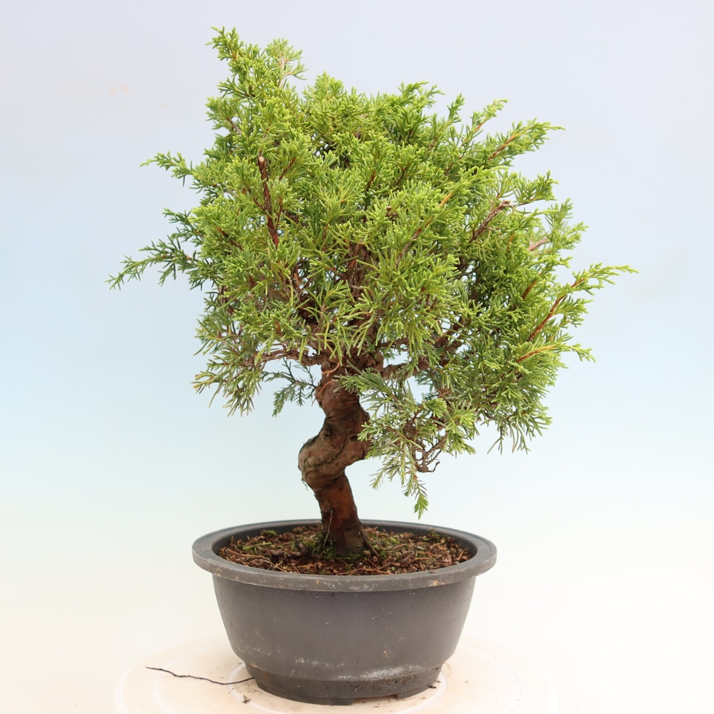 Bonsai für draußen - Juniperus chinensis Itoigawa-Juniperus chinensis