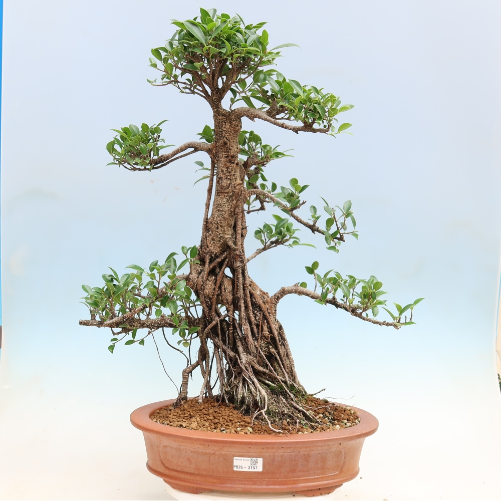 Zimmerbonsai - Ficus kimmen - Kleinblättriger Ficus