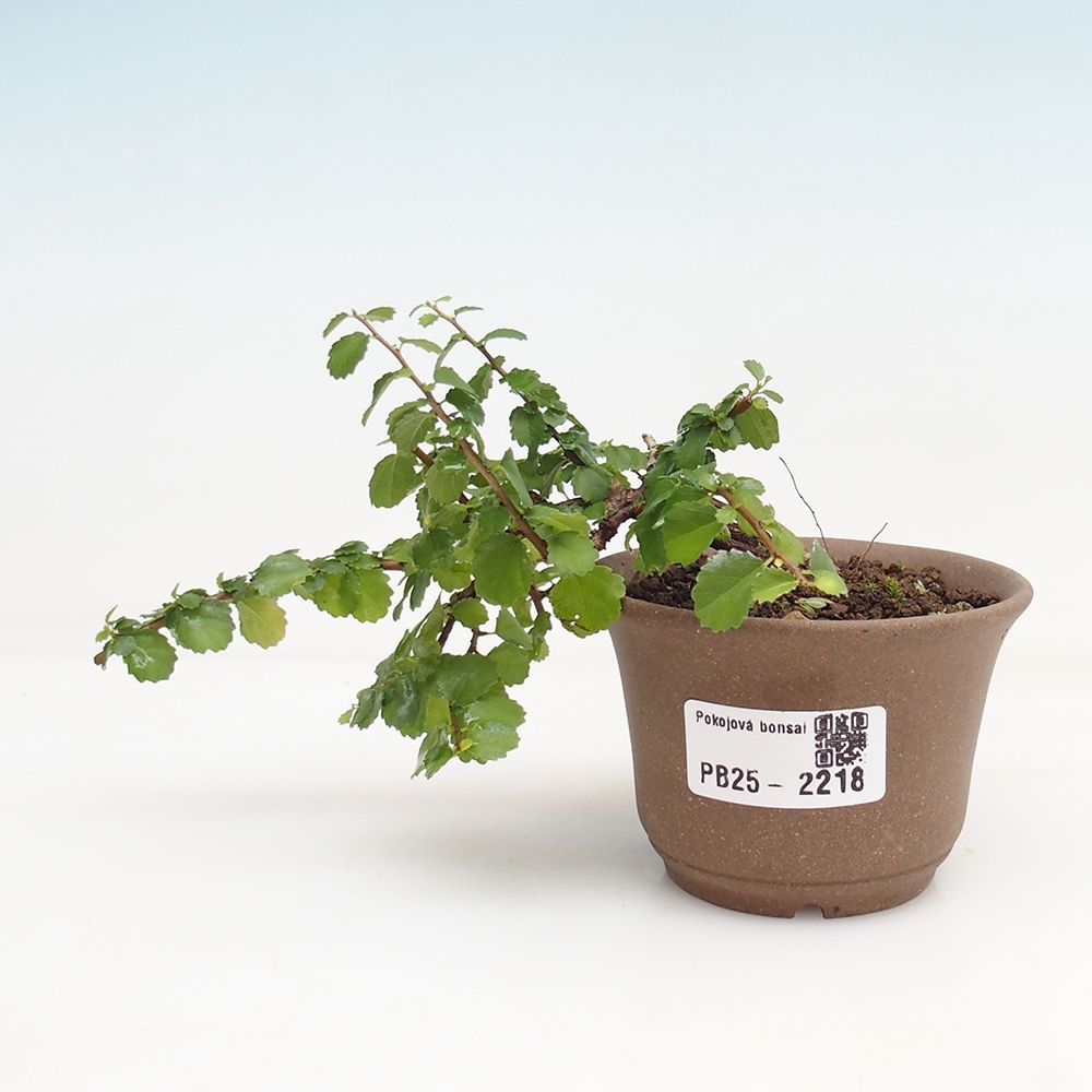 Zimmerbonsai - Grewia sp. - Kleinblättriges Grewie