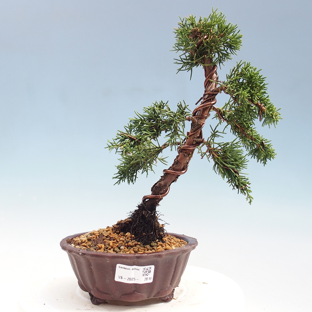Bonsai im Freien - Juniperus chinensis Kishu - Chinesischer Wacholder