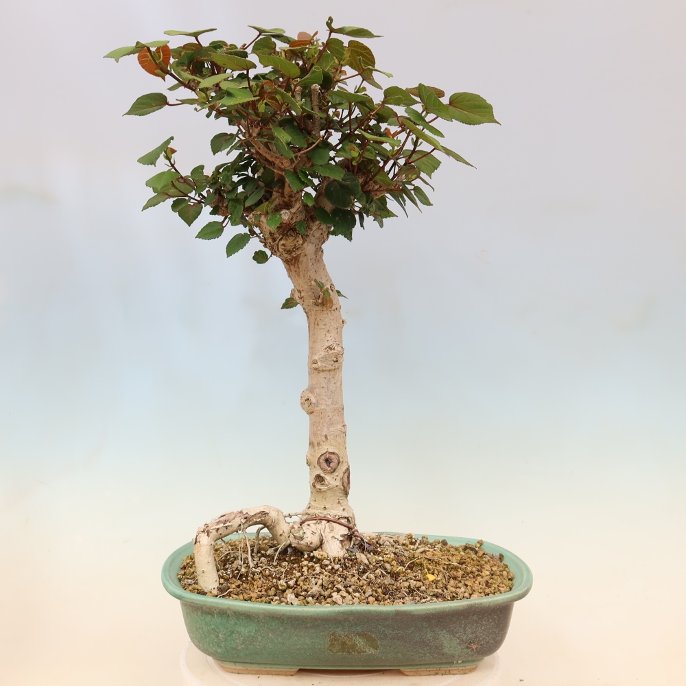 Zimmerbonsai - Hibiscus tiliaceus - Meeres-Hibiskus