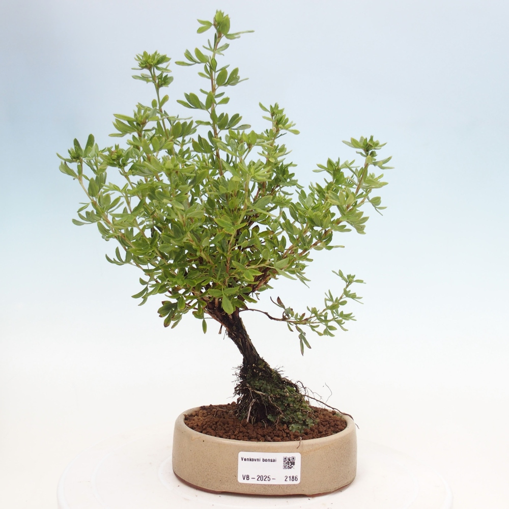 Outdoor-Bonsai-Fingerkraut - Potentila fruticosa gelber Vogel