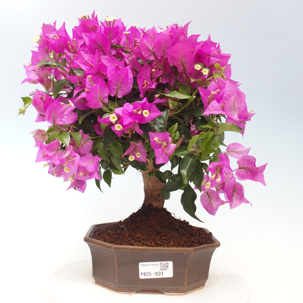 Indoor Bonsai - Bouganwilea