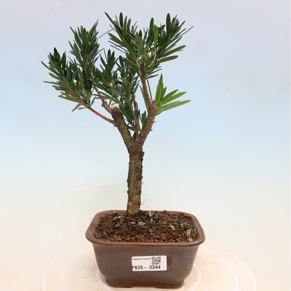 Zimmerbonsai - Podocarpus - Stein-Eibe