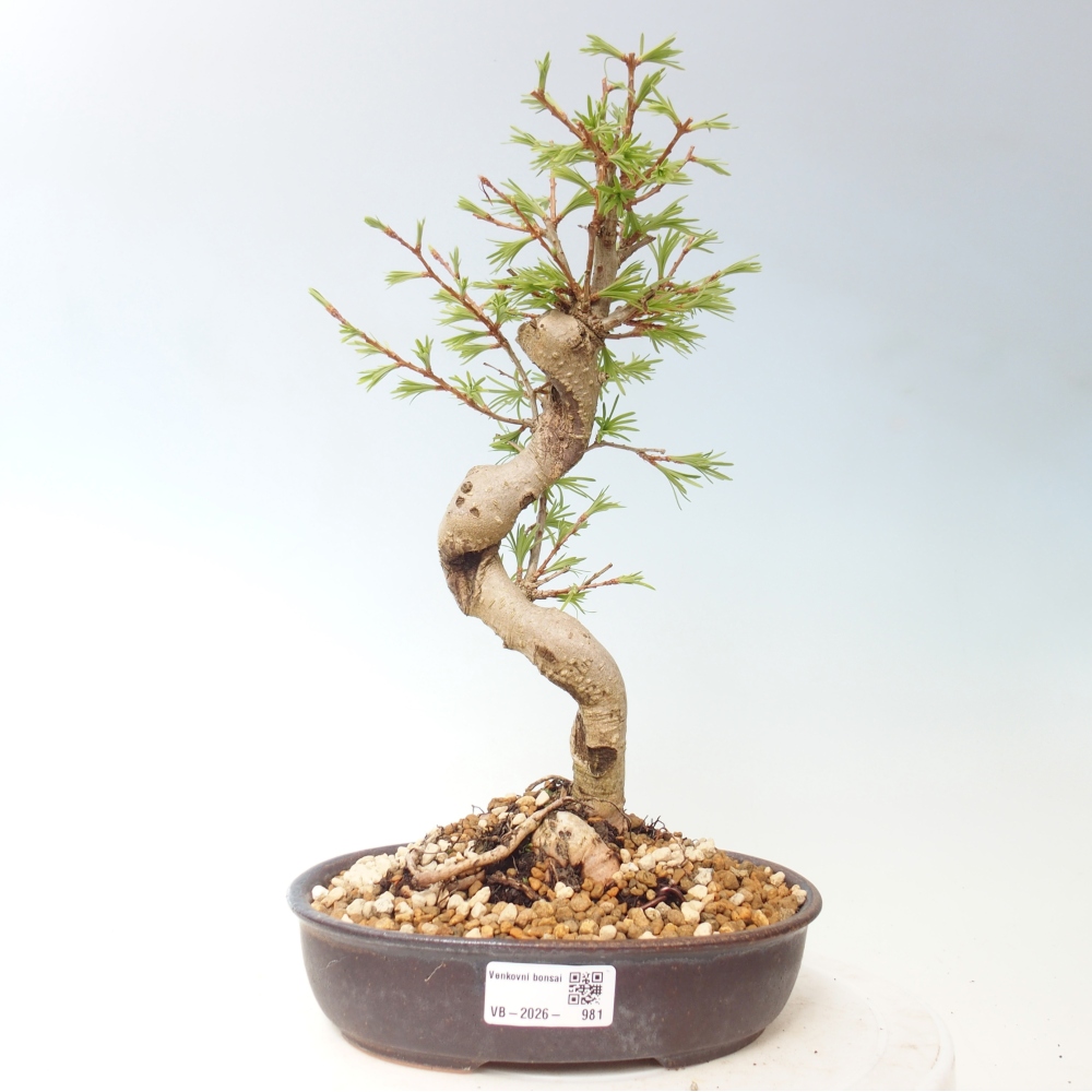 Bonsai für draußen -Pseudolarix amabis-Pseudolarix amabis