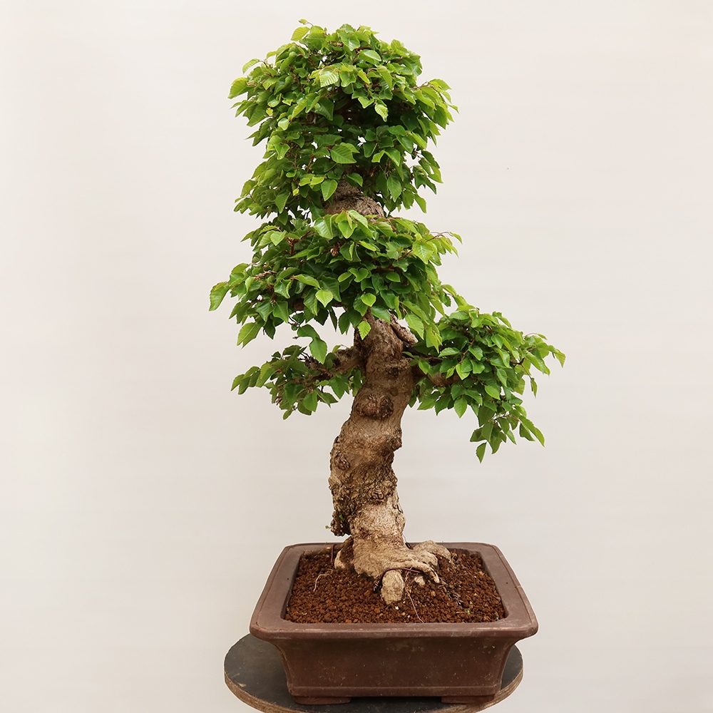 Bonsai im Freien - Carpinus Coreana - Koreanische Hainbuche