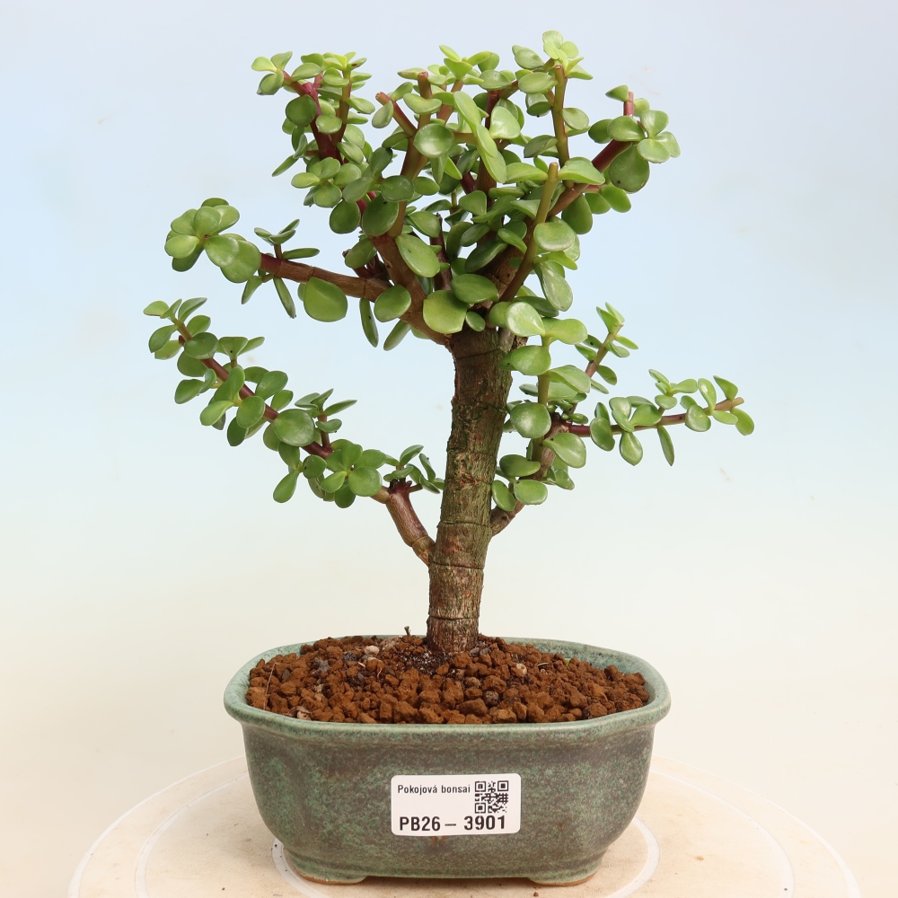 Zimmer Bonsai - Portulakaria Afra - Tlustice